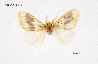 藏品(寬紋黃毒蛾)的圖片